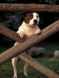 Buy Staffordshire Bull Terrier Looking Through Fence at AllPosters.com