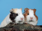 Two Young Guinea Pigs Premium Poster