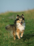 Sheltie / Shetland Sheepdog Running