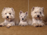Domestic Dogs, Two West Highland Terriers / Westies with a Puppy