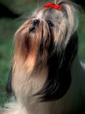 Shih Tzu Looking Up