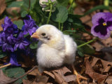 Domestic Chicken, Chick, Amongst Pansies, USA