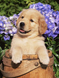 Golden Retriever Puppy in Bucket (Canis Familiaris) Illinois, USA