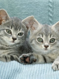Domestic Cat, Two 8-Week Blue Tabby Kittens