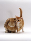 Domestic Cat, Ginger Female with Young Sandy Lop Eared Rabbit, Colour Coordinated