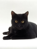Domestic Cat, Young Black Male
