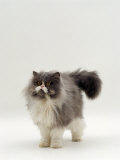 Domestic Cat, Blue Bicolour Persian Male