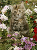 10-Week, Long Haired Tabby Kitten 'Powder Puff' Among Hosta, Verbena, Aphrodite, Argyranthemum