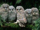 Five Young Tawny Owls, Germany