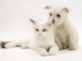 West Highland White Terrier Puppy Sniffing Blue-Eyed Ragdoll Cat's Ear