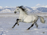 Gray Andalusian Stallion, Cantering in Snow, Longmont, Colorado, USA