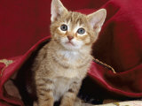 Domestic Cat, Portrait of Oriental Brown Spotted Tabby Kitten Under Red Velours Curtain