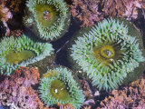 Giant Green Anemones, Olympic National Park, Washington, USA