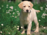 Young Labrador Retriever Portrait Premium Poster