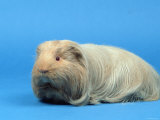 Sheltie Guinea Pig