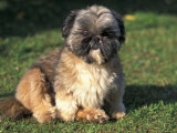 Shih Tzu Puppy Sitting on Grass