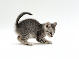 Domestic Cat, Playful 7-Week Silver Spotted Kitten