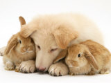 White German Shepherd Dog Puppy and Sandy Lop Baby Rabbits