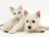 Ragdoll Kitten with West Highland White Terrier Puppy