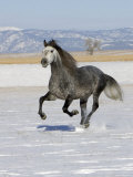 Gray Andalusian Stallion, Cantering in Snow, Longmont, Colorado, USA