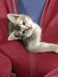 Person Carrying Domestic Cat, Blue Ticked Tabby Kitten Zipped into Front of Jacket