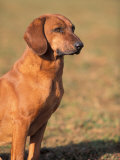 Tyrolean Bloodhound Portrait