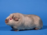 Lilac English Guinea Pig