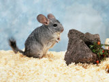 Long-Tailed Chinchilla at Play