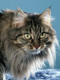 Buy Head of Norwegian Forest Cat at AllPosters.com