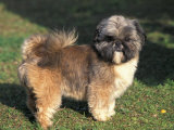 Shih Tzu Puppy Standing on Grass