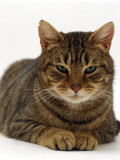 Domestic Cat, Striped Tabby Male