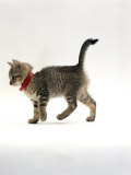 Domestic Cat, Tabby Kitten Wearing Red Flea Collar