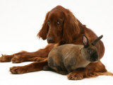 Irish Setter with Dwarf Rex Rabbit