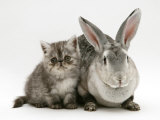 Silver Exotic Kitten, 9-Week with Silver Rex Doe Rabbit
