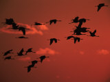 Common Crane, Flock Flying, Silhouettes at Sunset, Pusztaszer, Hungary