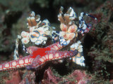 Harlequin Shrimp, Male and Female with Starfish Prey, Andaman Sea, Thailand