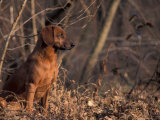 Tyrolean Bloodhound Sitting in Dry Leaves