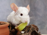 White Long-Tailed Chinchilla Feeding