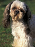 Shih Tzu with Facial Hair Cut Short