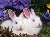 Two Albino New Zealand Domestic Rabbits, USA