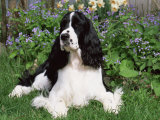 English Springer Spaniel, Illinois, USA