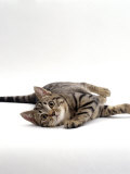 Domestic Cat Kitten Lying on Side