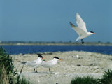 Caspian Terns, Breeding Colony on Island in Baltic Sea, Sweden