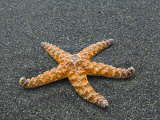 Ochre Seastar, Exposed on Beach at Low Tide, Olympic National Park, Washington, USA