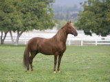 Chestnut Paso Fino Stallion, Ojai, California, USA