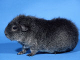 Rex Guinea Pig