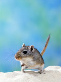 Studio Portrait of Gerbil