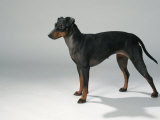 Manchester Terrier