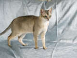 Singapura Cat