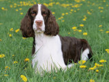 English Springer Spaniel, Illinois, USA
